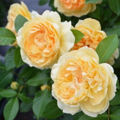 【7号鉢2年生苗】ディコン